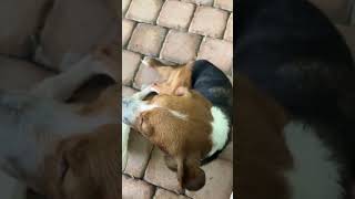 Video preview image #1 Beagle Puppy For Sale in Dunnellon, FL, USA