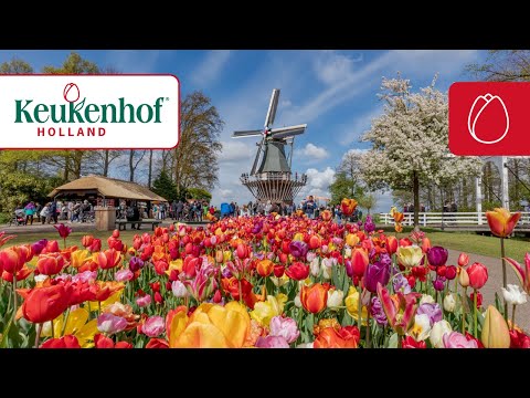 Keukenhof 2025 is open!🌷