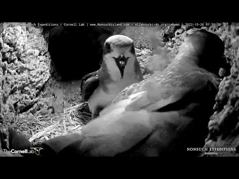 Bermuda Petrels Reunite In Advance Of The November Courtship Period – Oct. 26, 2022