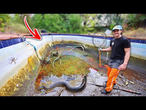 We Stole Fish from an Abandoned Pool… and Rescued Them 