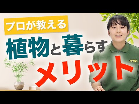 経済学科 お部屋をもっと快適に！植物を置くメリット教えます