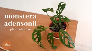 #20 - Monstera Adansonii Cutting | Plant with me | Plant Propagation