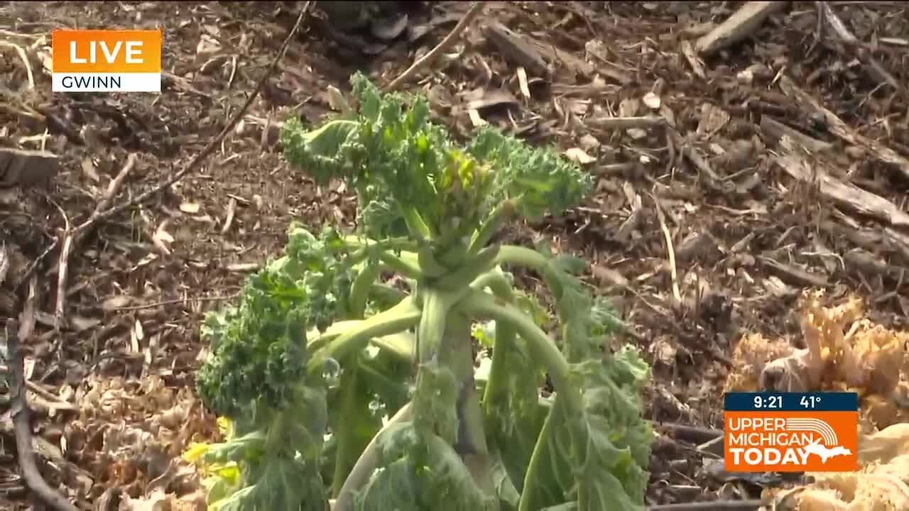 Earth Day Gardening: A 10-Point Checkup for Eco-Conscious Yards