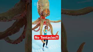 Download lagu Those Aren't Tentacles?! Here's Why 🐙 #shorts #science #octopus #marinelife mp3 Download lagu Those Aren't Tentacles?! Here's Why 🐙 #shorts #science #octopus #marinelife mp3