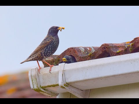 Tips to Keep Birds from Roosting on Your Home