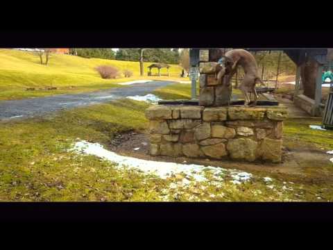 download lagu mp3 mp4 Weimaraner Rescue Chicago, download lagu Weimaraner Rescue Chicago gratis, unduh video klip Weimaraner Rescue Chicago