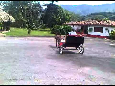 Machito miniatura Chicho