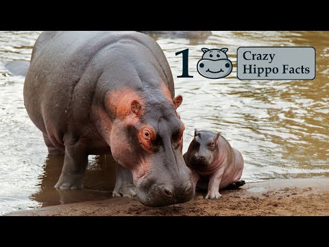 10 Crazy Hippo Facts