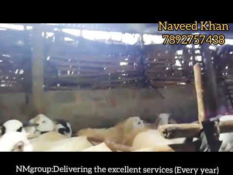 Males Ameengad white Sheeps