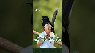 Download lagu TIPS MENGATASI OVER BIRAHI PADA MURAI BATU #dokterburung #muraibatu #muraimania #ediboedisantosa mp3 Download lagu TIPS MENGATASI OVER BIRAHI PADA MURAI BATU #dokterburung #muraibatu #muraimania #ediboedisantosa mp3