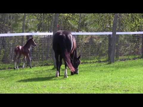 Cinzano foaling around!