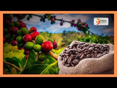 Coffee farmers from Kibingoti in Kirinyaga county are protesting low payouts