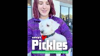 Video preview image #1 Poodle (Miniature)-Unknown Mix Puppy For Sale in Corona, CA, USA