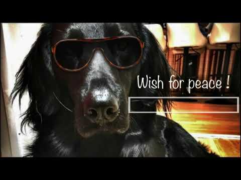 DJ Nu-Mark feat. Method Man - Zodiac Killah & Flat coated retriever