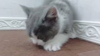 ブリティッシュショートヘアの動画01