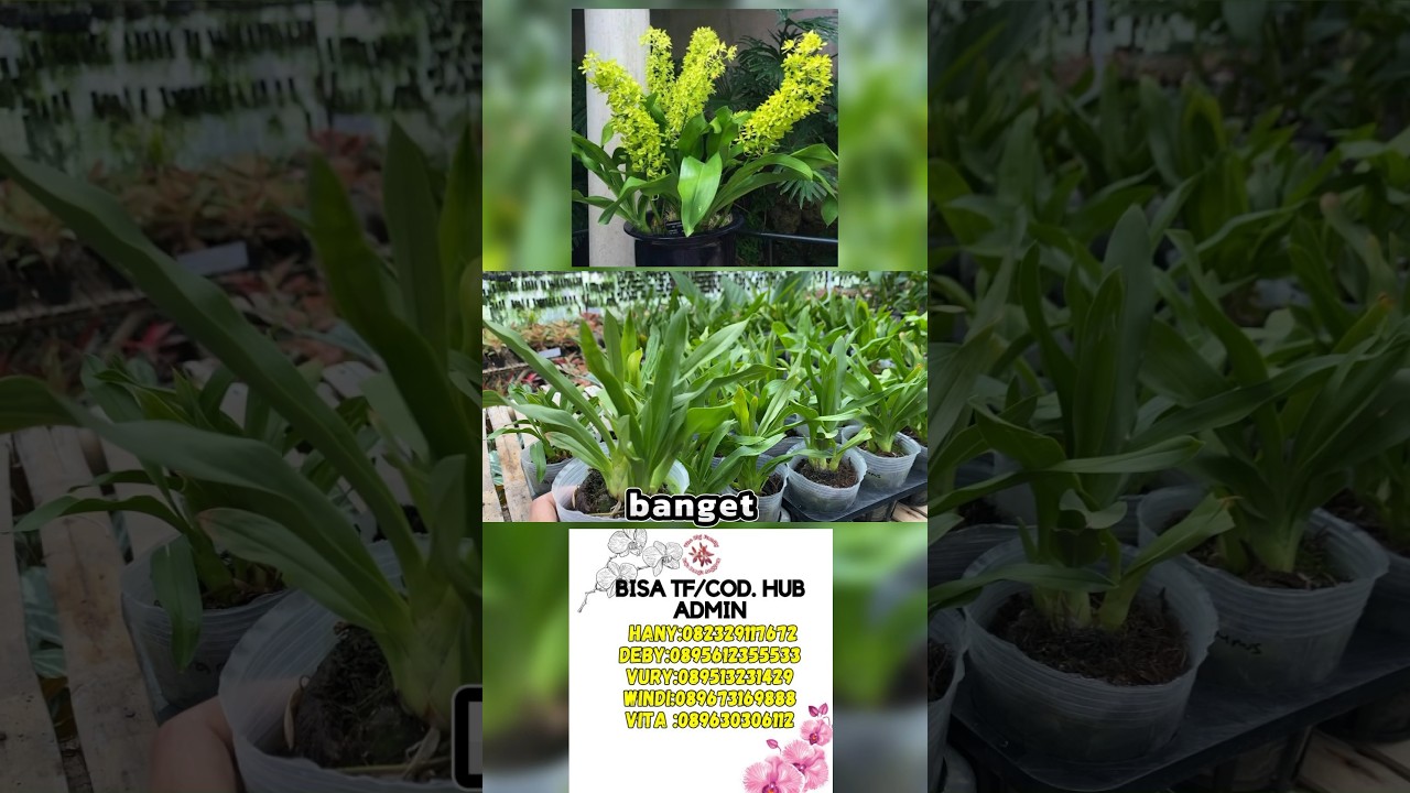 Sale⁉️Orchids That We Must Have✅ #orchids #sultanorchids #kingoforchids