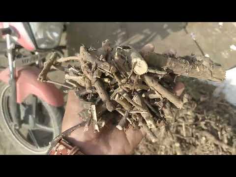 Anantmool Black - Anantmool Kala - Cryptolepis Buchananii