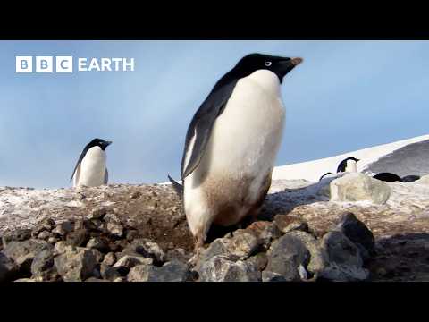 Cea mai lungă migrație a pinguinilor de pe Pământ | Pinguinii: Faceți cunoștință cu familia | BBC Earth