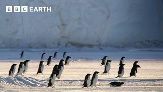 The Longest Penguin Migration on Earth | BBC Earth