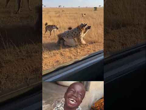 time for hyenas  #funny