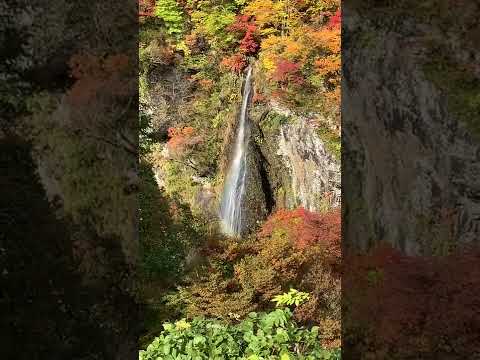 タロット占い「フォーチュン ヒーリング ™」公式ブログ 山形県 鶴岡市 | 紅葉「米の粉の滝」東北は山形県鶴岡市の観光名所 2022 タロット占い「フォーチュン ヒーリング ™」公式ブログ 山形県 鶴岡市 | 紅葉「米の粉の滝」東北は山形県鶴岡市の観光名所 2022