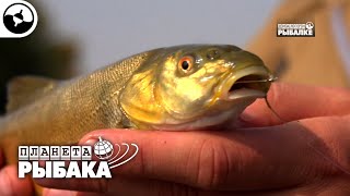 Как эффектно поймать рыба сазан в узбекистане