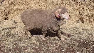 Download lagu Lot 113 mp3 Download lagu Lot 113 mp3