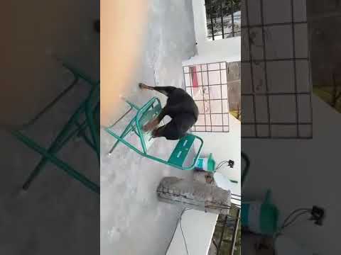 Dog training by SUPREET 1