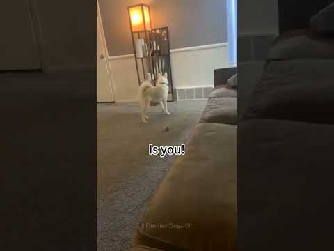 #dogs #pets #funny #fumnyvideos #Funny animals #foryou #Toxi