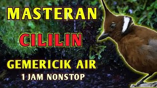 Download lagu Masteran Suara Burung Cililin Gacor AK47 Ngeroll Panjang Suara Jernih Dengan Gemericik Air mp3 Download lagu Masteran Suara Burung Cililin Gacor AK47 Ngeroll Panjang Suara Jernih Dengan Gemericik Air mp3