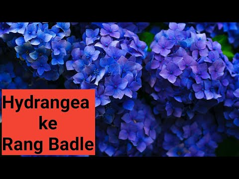 download lagu mp3 mp4 Flower Of Hydrangea, download lagu Flower Of Hydrangea gratis, unduh video klip Flower Of Hydrangea