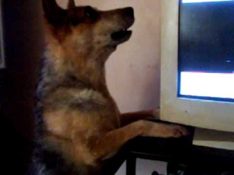 Tazz eats the computer.