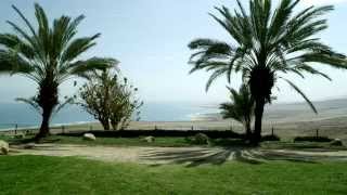 Royalty Free Stock Video Footage of palm trees and the Dead Sea shot in Israel at 4k with Red.