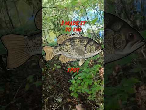 The Rock Bass Spot