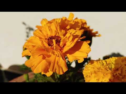 Lg g8x video quality