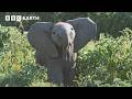 Baby Elephant Gets Left Behind And Learns An Important Lesson 4K UHD BBC Earth