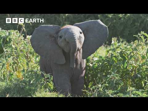 小象落在後面，學到重要一課 | 4K UHD | BBC Earth (Baby Elephant Gets Left Behind and Learns an Important Lesson | 4K UHD | BBC Earth)