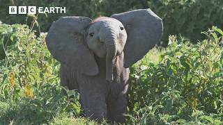 Baby Elephant Gets Left Behind and Learns an Important Lesson | 4K UHD | BBC Earth