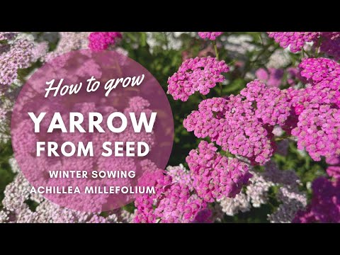 Schafgarbe aus Samen ziehen | Tipps zur Winteraussaat | Staudengarten