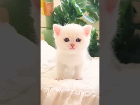 meo meo meowing 💕😘💕 kitten 🐾 dance #cat #cute #dance #kitten #catlover #catvideos #catshorts #shorts