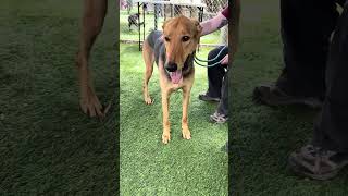 Video preview image #1 German Shepherd Dog-Unknown Mix Puppy For Sale in Pasadena, CA, USA