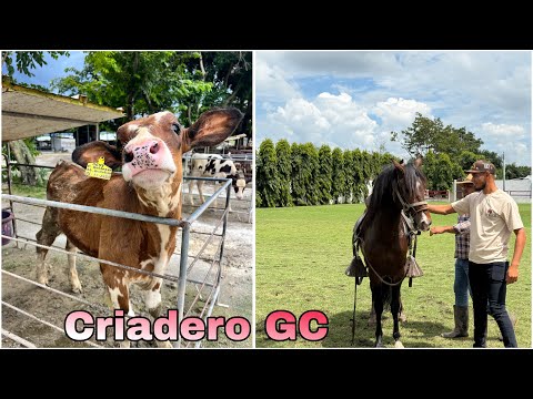 😱🐎Conocimos el mejor Criadero de caballos Peruanos en El Salvador 😱🐎