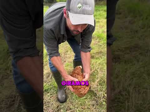 ASÍ PUEDES DORMIR A UNA GALLINA EN MINUTOS!! 😯