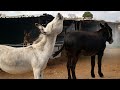 Donkey Meeting Donkey Meeting In Village