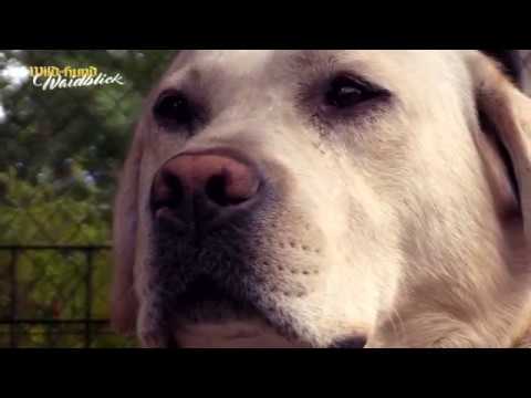 Vorschau auf Wild und Hund Weidblick 01 2018