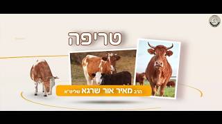 🫁טריפה: מהי באמת ואיך בודקים ריאה? - יש לי מושג ביהדות! 10 | הסבר+המחשה וידיאו🔍🎬| הרב מאיר אור שרגא (ארגון קול הלשון) - התמונה מוצגת ישירות מתוך אתר האינטרנט יוטיוב. זכויות היוצרים בתמונה שייכות ליוצרה. קישור קרדיט למקור התוכן נמצא בתוך דף הסרטון