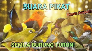 Download lagu Full 1 jam,,!! ,Suara pikat semua burung kecil paling ampuh. mp3 Download lagu Full 1 jam,,!! ,Suara pikat semua burung kecil paling ampuh. mp3