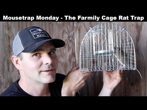 The Farmily Cage Rat Trap & A Skunk Spraying An Opossum. Mousetrap Monday