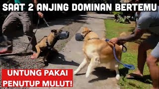 SNOWEE DAN SPARTA KETEMU LAGI (VID PALING DITUNGGU)