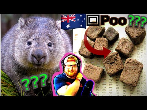 American Reacts to Australia - Wombats & their Cube Poop ¯\_(ツ)_/¯